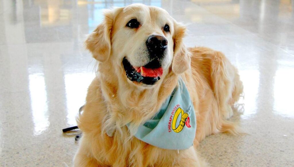 Boss the therapy dog